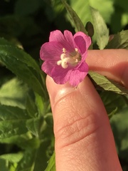 Epilobium hirsutum