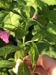 Epilobium hirsutum