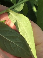 Epilobium hirsutum