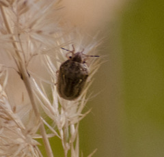 Neottiglossa leporina