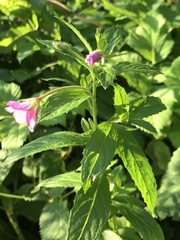 Epilobium hirsutum