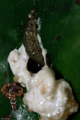 Megasis
