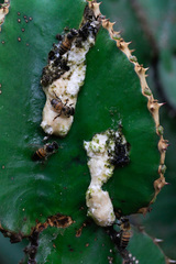Megasis