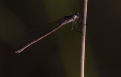 Sympecma paedisca