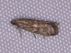 Eurythmia angulella