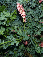 Indigofera porrecta