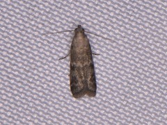 Eurythmia angulella
