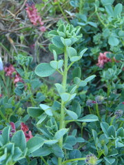 Indigofera porrecta