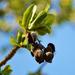 Pappea capensis - Photo (c) Adriaan Grobler, algunos derechos reservados (CC BY-NC), uploaded by Adriaan Grobler