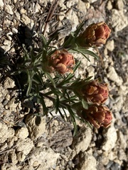 Castilleja arachnoidea