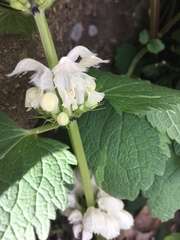 Lamium album