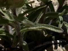 Castilleja arachnoidea