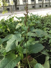 Rumex obtusifolius
