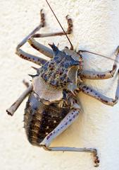 Acanthoproctus cervinus
