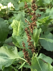 Rumex obtusifolius
