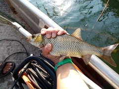 Scardinius acarnanicus