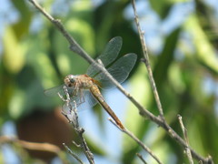 Brachymesia