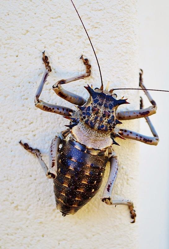 Antler Corncricket