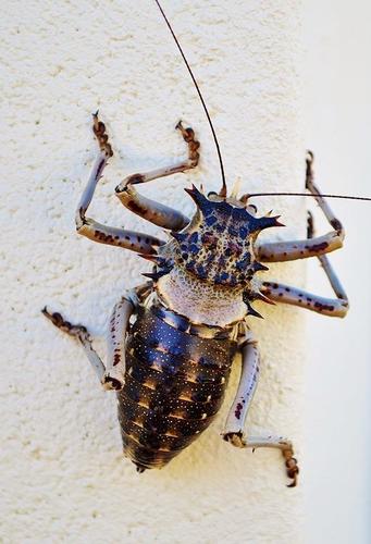 Acanthoproctus cervinus (Haan, 1843)