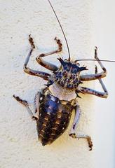 Acanthoproctus cervinus