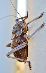 Acanthoproctus cervinus