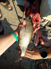 Scardinius acarnanicus