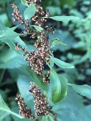 Rumex obtusifolius