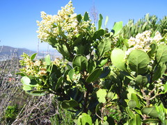 Olea capensis capensis