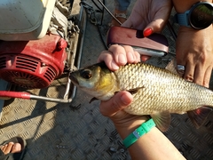 Scardinius acarnanicus