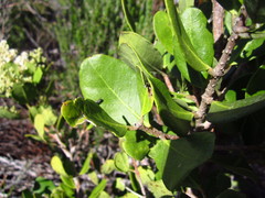 Olea capensis capensis