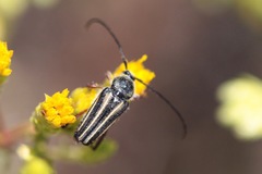 Perarthrus vittatus