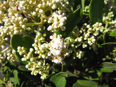Olea capensis capensis