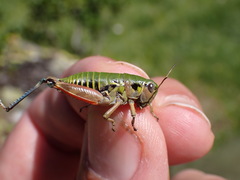 Cophopodisma pyrenaea