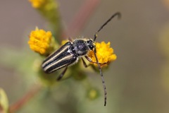 Perarthrus vittatus