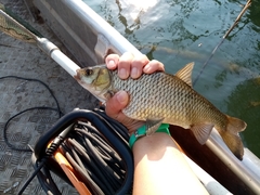 Scardinius acarnanicus