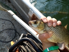 Scardinius acarnanicus