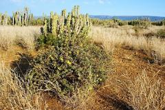 Oedera humilis
