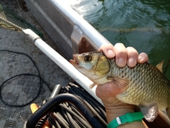 Scardinius acarnanicus