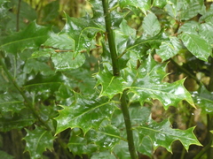 Ilex aquifolium