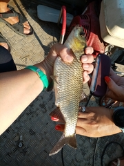 Scardinius acarnanicus