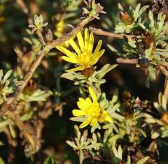 Oedera humilis
