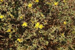 Oedera humilis