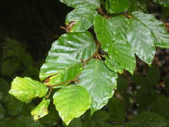 Fagus sylvatica