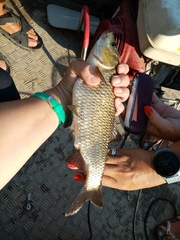Scardinius acarnanicus