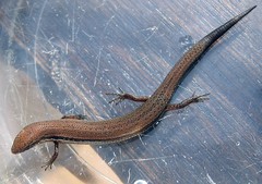 Panaspis wahlbergii