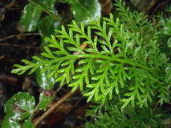 Asplenium rutifolium
