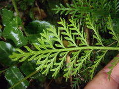 Asplenium rutifolium