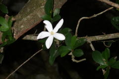 Hyperacanthus amoenus