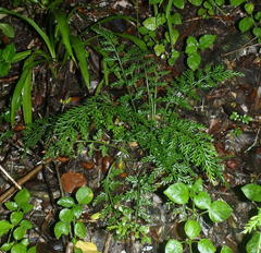 Asplenium rutifolium