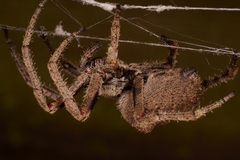 Araneus andrewsi